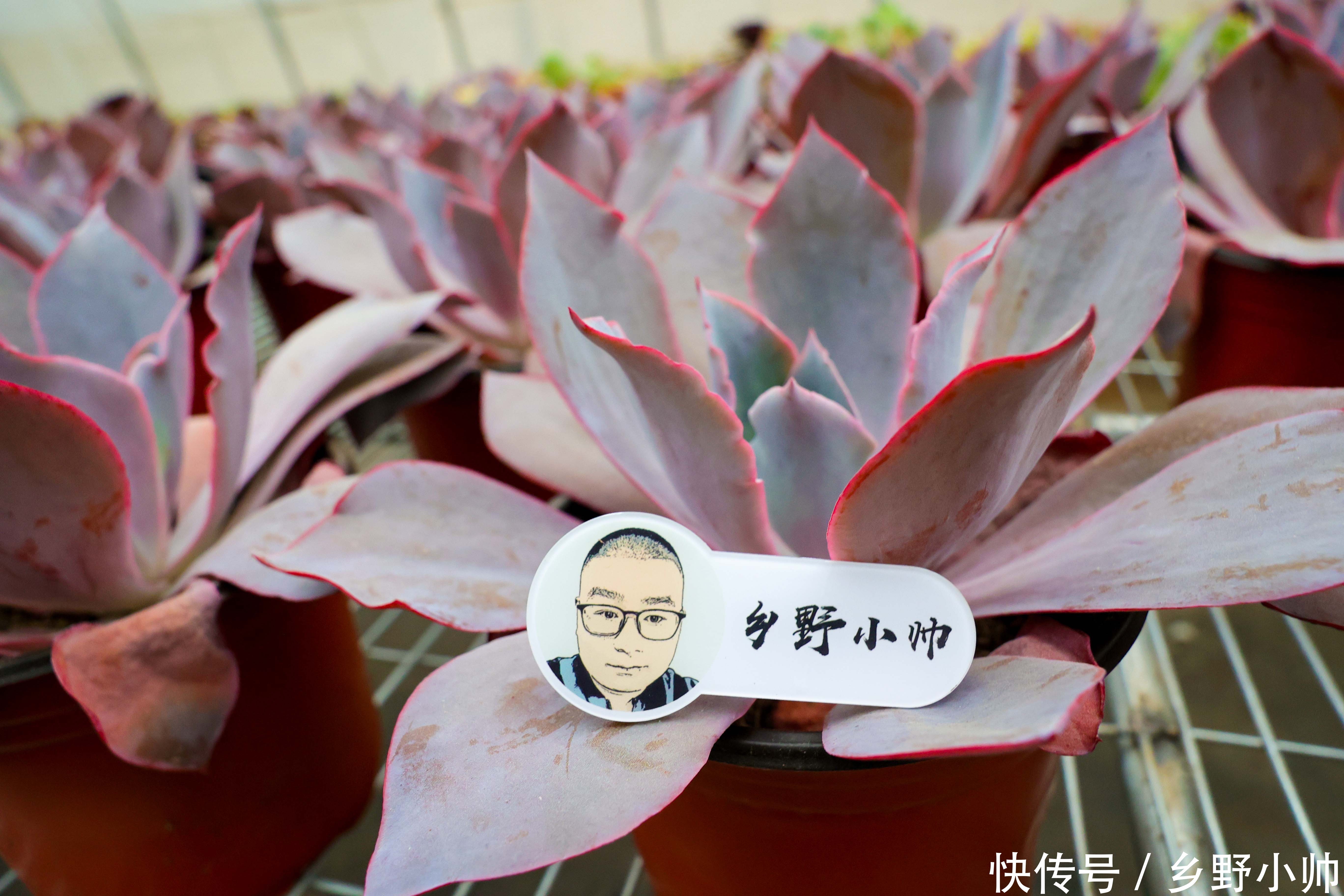 小帅|晚霞和晚霞之舞， 两种多肉有这样养护， 状态美美哒