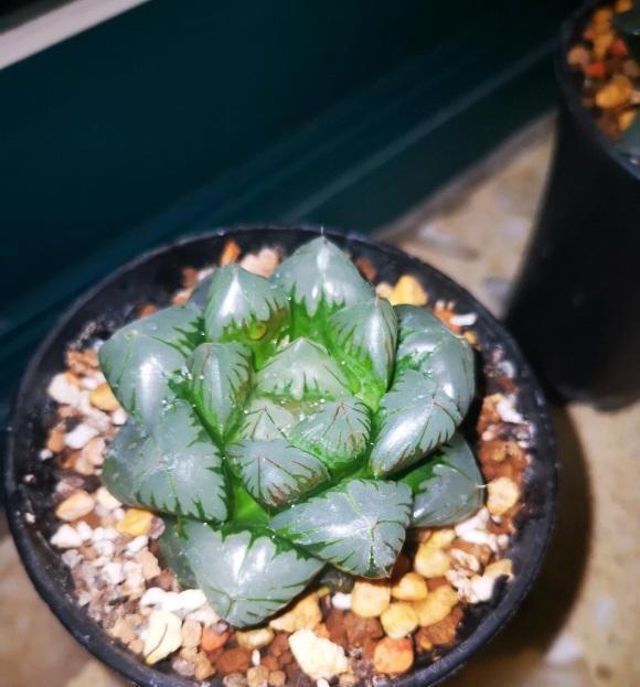 为啥你养的玉露不透?根系没发育好,先养根,不要着急养状态