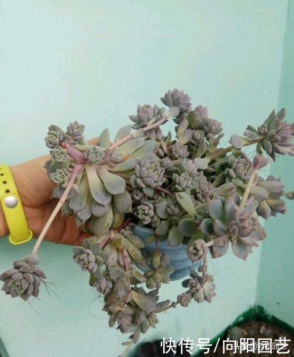 多肉无缘无故掉叶子，应该怎么办？立刻停水，赶紧给它晒太阳