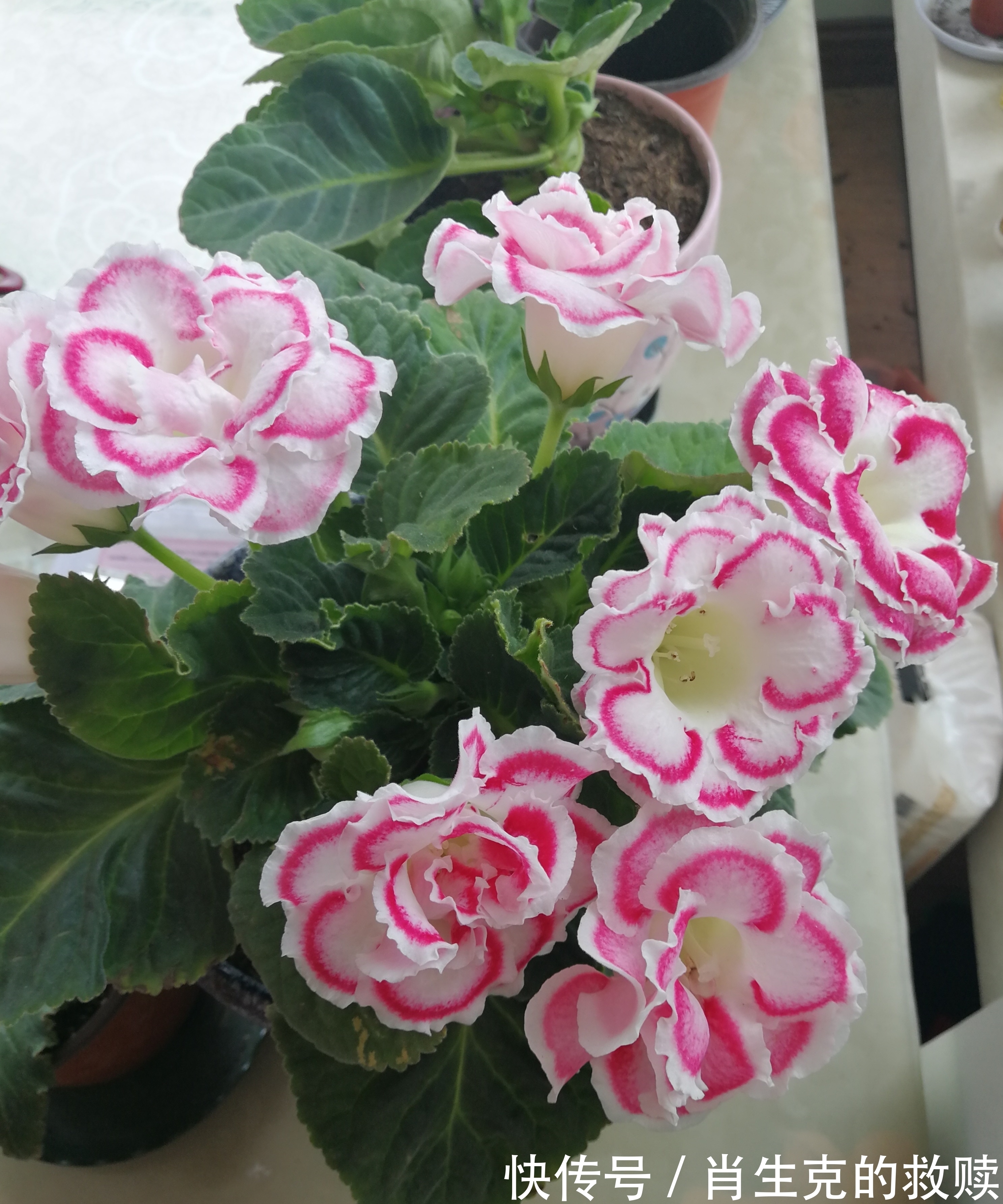 家里养盆“假牡丹”，切碎叶子也“生娃”，堪称阳台“富贵花”