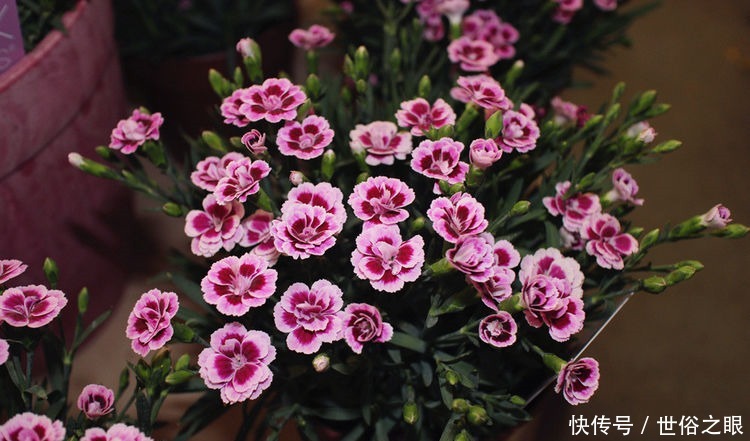 玫瑰|喜欢菊花,不如养盆“珍品玫瑰”卡罗拉,花色红艳似火,惹人喜爱