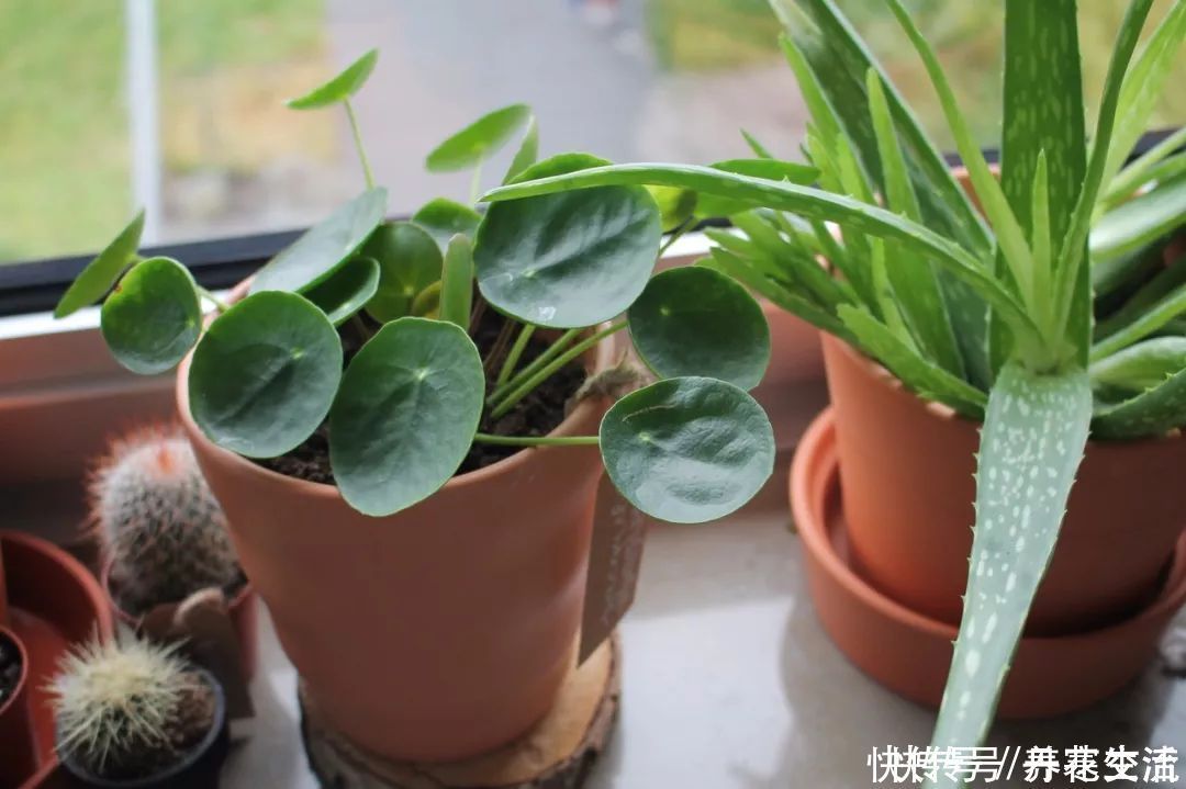 根系|适合养在办公桌上的5种盆栽小绿植,不用频繁打理