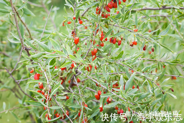 泡水|枸杞,你吃红的还是黑的泡水牢记“3不要”,营养加倍喝得健康