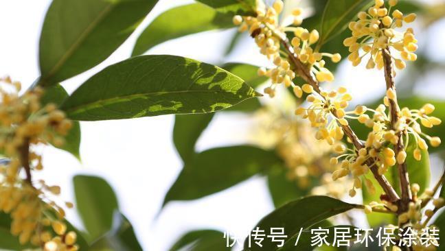 扶桑花|9月家里养上3种花,只要做好养护,就可以四季开花四季香