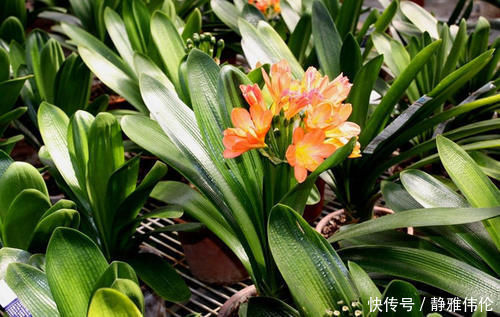 君子兰是个小馋猫,入秋后多用这3种零食,当花肥开花多