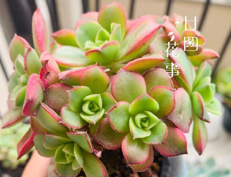 浇水太勤快 多肉长成 豆芽菜 简单2方法 又萌又胖美回来 粉紫色 浇水太勤快 多肉长成 豆芽菜 简单2方法 又萌又胖美回来 粉紫色