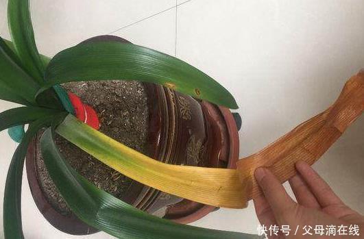 君子兰出现这种情况,一定是缺肥,看老花农咋做,花友:长知识了
