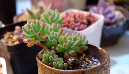 养了两棵乙女心，一棵放室内，一棵放露台，长势区别很大