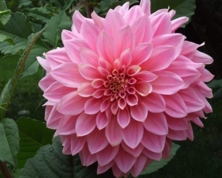 4种花是花中劳模,一年四季开花不断,花色鲜艳,适合种在庭院