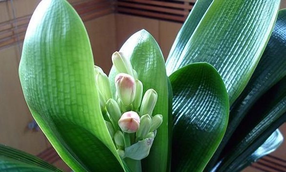 把“君子兰”养的开花不断，掌握关键3点就够了，不黄叶、不夹箭