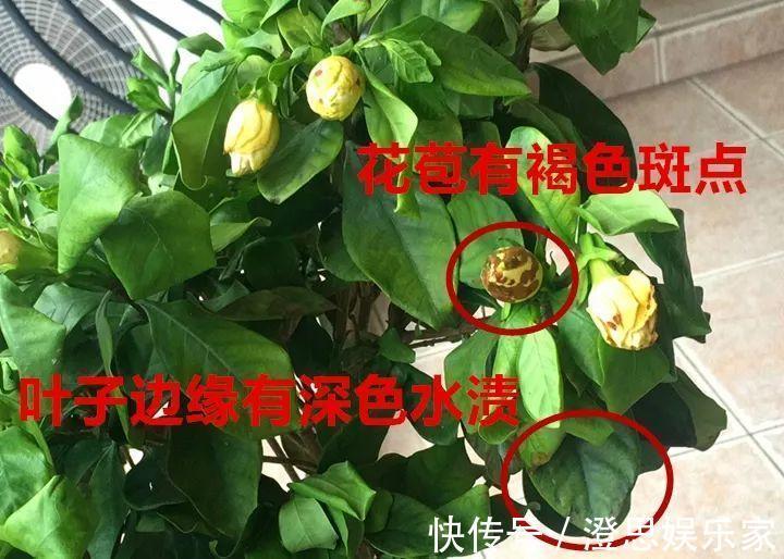 叶子|长寿的花苞迟迟不开用它喷两次，很快就能鼓起来！