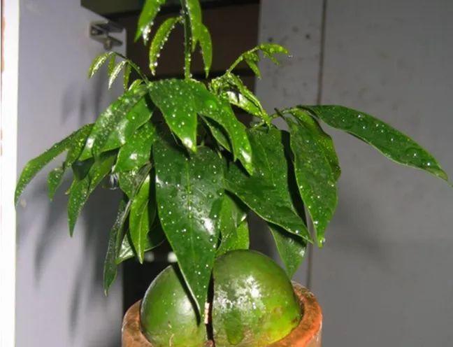 6种耐旱花,“大肚子”里面都是水,一个月不浇也没事!