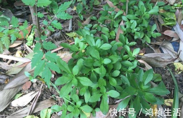 维生素b1|遇上此一野草,请不要错过,含钙量堪比钙片,价值很珍贵
