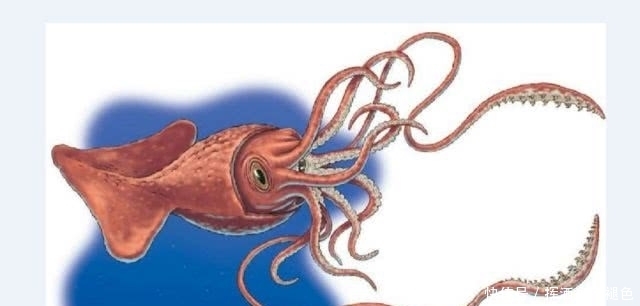 脊椎动物和无脊椎动物区别