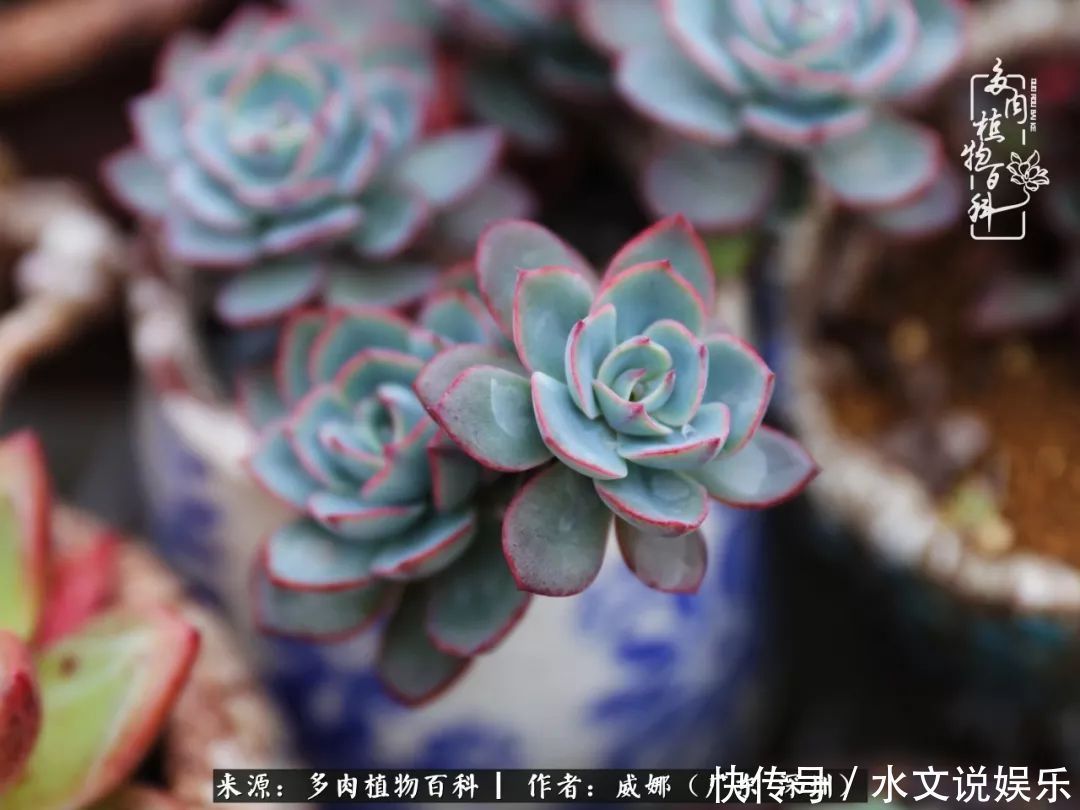 日子|笼子里露养的多肉,越养越美!有多肉的日子伴着小确幸!