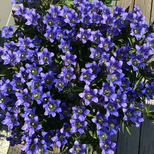 龙胆花，国外很火的“网红”盆栽花，神秘的蓝紫色，文艺范儿十足