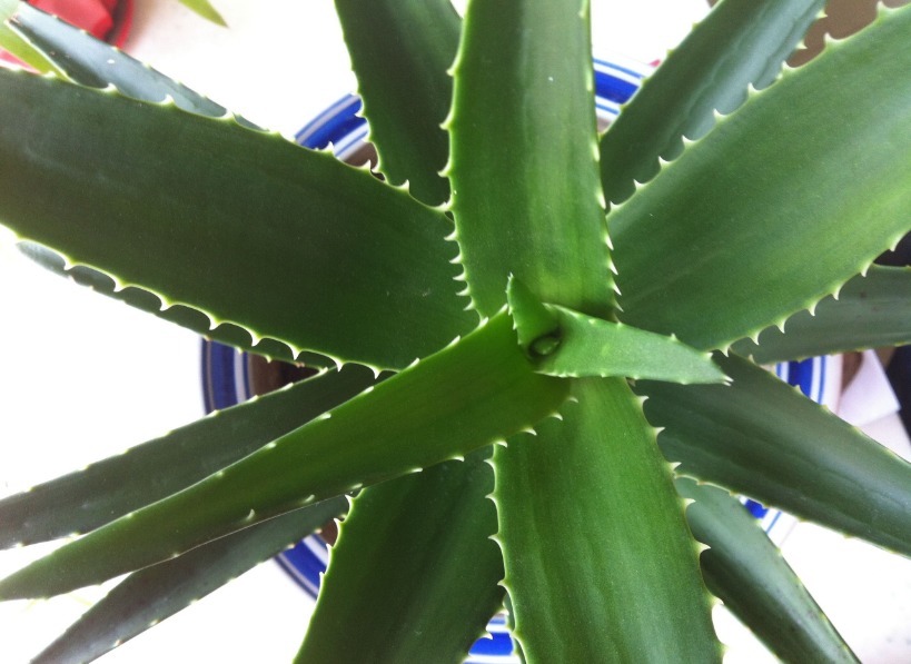 绿植|家家养绿萝,腻味!不如养这3种,好活、颜值高、净化效果不错