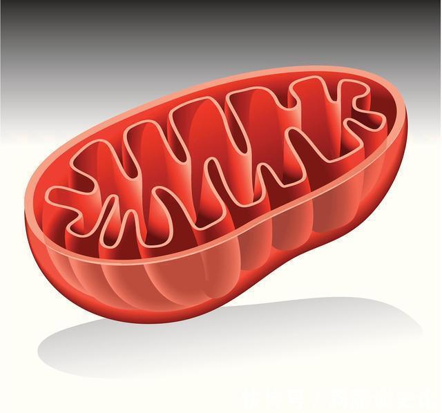 减肥|节食减肥可行吗?会不会反弹?真正弄懂这1增1减,从此减肥不用愁