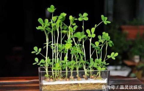 发芽|丢水里就能长得很好的6种蔬菜，比花美、比绿萝还好养！