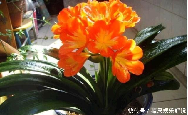 君子兰,两种“零食”喂下去,叶肥花多,爆满盆