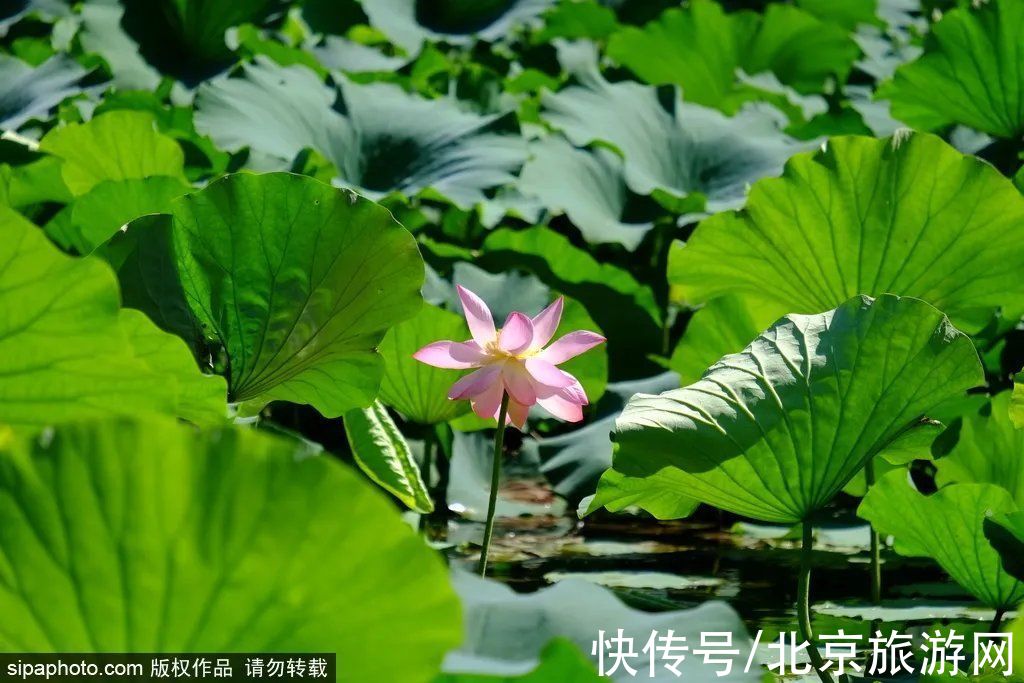 京西稻|秋游首站!北京“小镰仓”漫画电车站,车票仅3元!