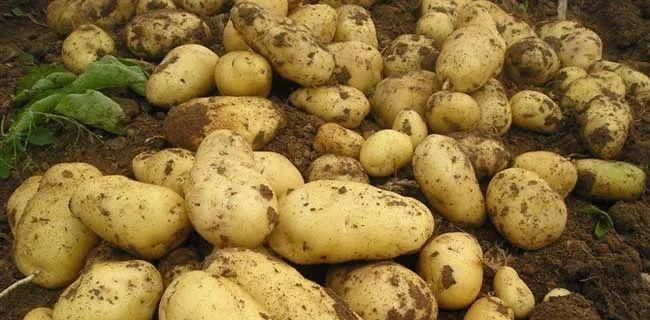 常吃土豆好处非常多,但却不能和“它”一起吃,“后果”很严重