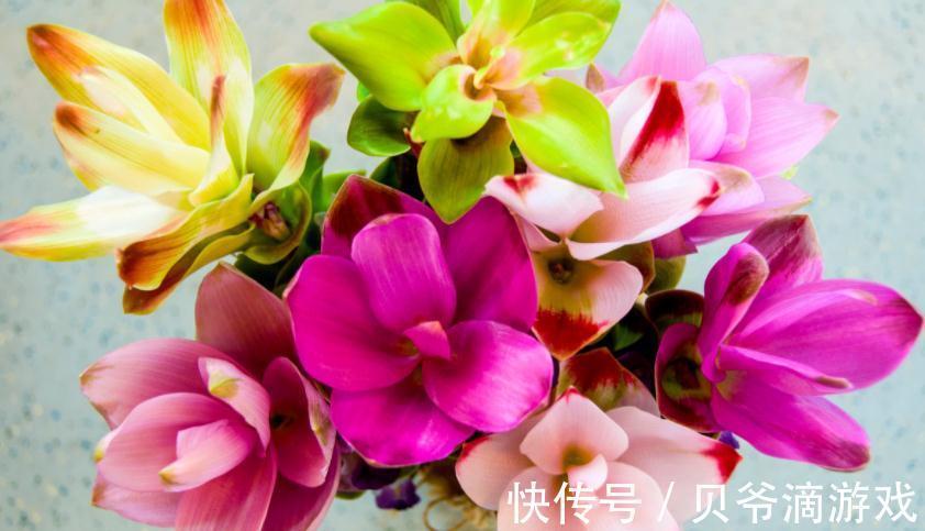 王爷爷喜欢的1种姜科花卉,看似是姜,实则是花,好活开花美