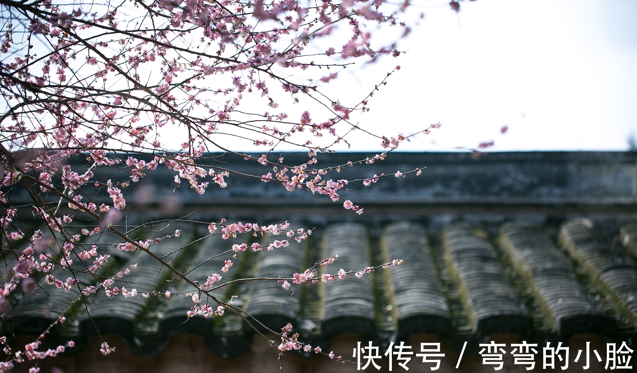 忆仙姿@五言绝句◆梅花三弄