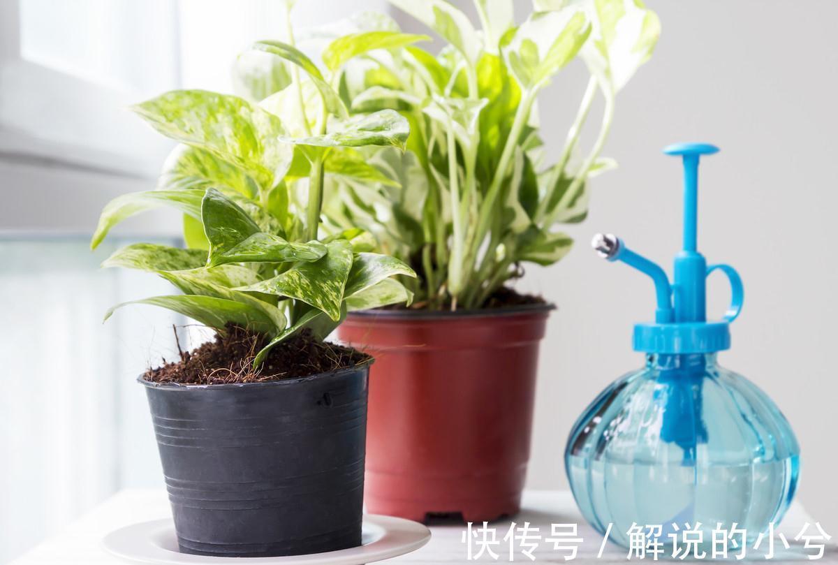 都说绿萝好养,绿萝叶黄枯萎,到底怎么回事