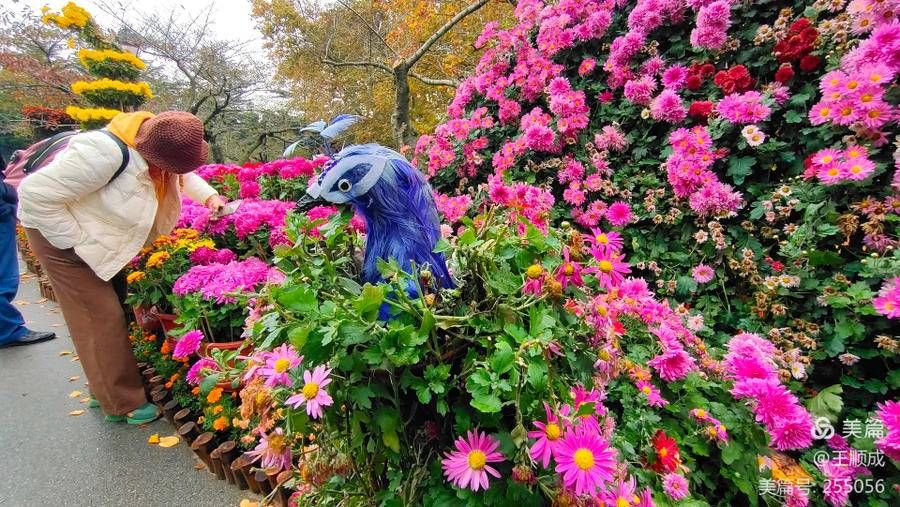 菊展|顺成视界｜霜重百花残 青岛这边菊正艳