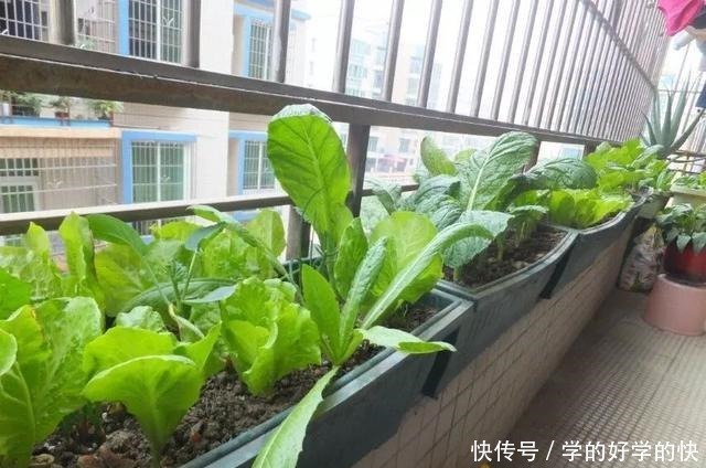 没时间、没经验的阳台种菜者,统统看过来,台长为你提供解决方案!