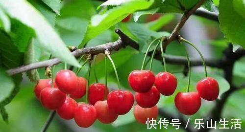 克星|失眠的“克星”被找到了，睡前吃一点，让你倒床就睡，一觉到天亮