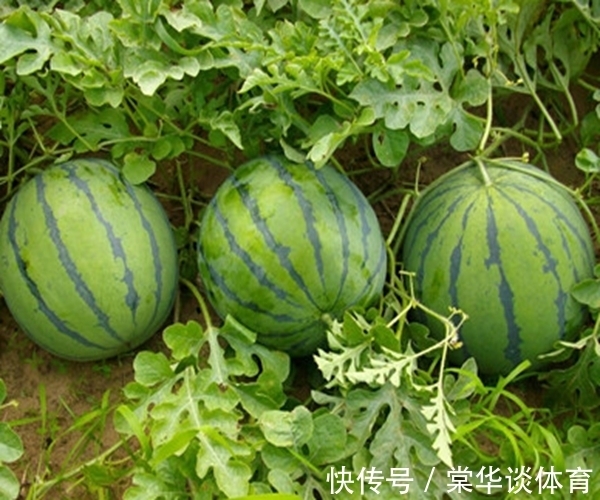 挑西瓜别再用手拍了，老瓜农告诉你3个方法，保证皮薄多汁又甜！