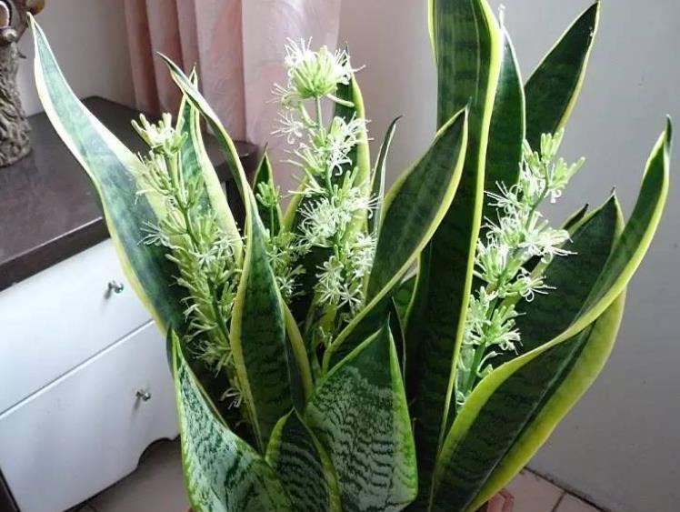 虎皮兰|中秋过后，3种花进入生长快车道，少浇水多晒晒，开花一茬接一茬