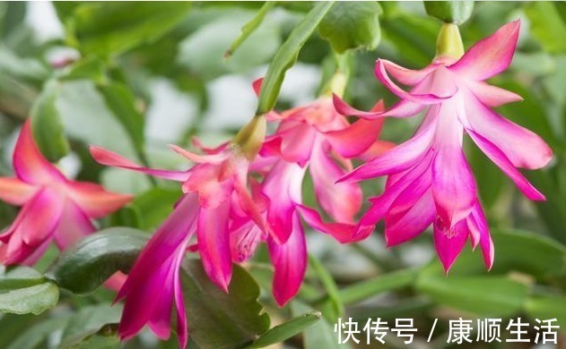阳台|家里养上“3种花”，从年头“香”到年尾，阳台变花海，太美了