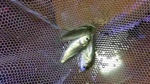 在农村有“新四大家鱼”令钓鱼人“难受”,你认识几种呢