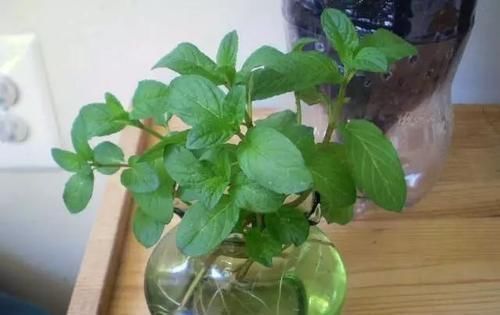 扦插|3种花不用买,叶子丢花盆里,嗖嗖长白根,1盆变10盆