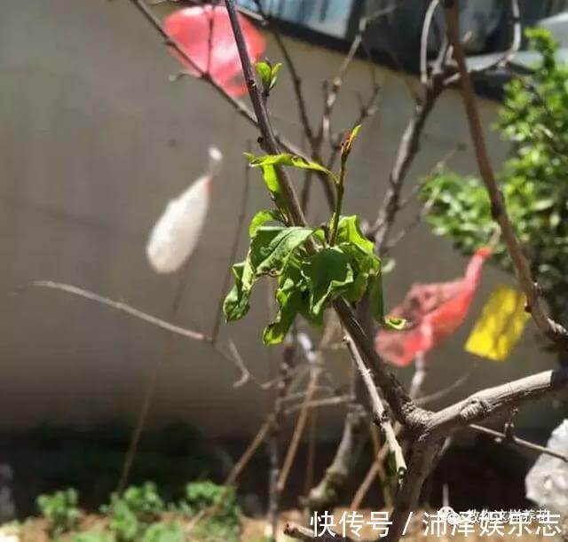 花友|养花要注意3种风,不能乱吹,新手不可不知!