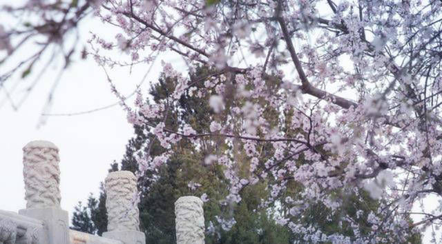 倾诉|晚年的刘禹锡洗尽铅华,写下一首诗送给白居易,倾诉了人生的无奈