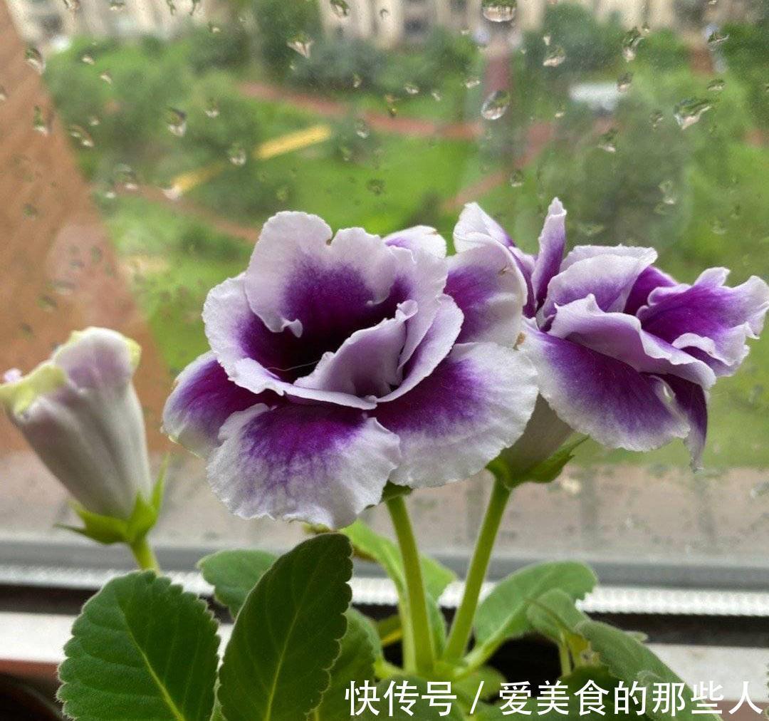 3种花,真的不怕寒冷,零度也能开花、很灿烂花很多特别美