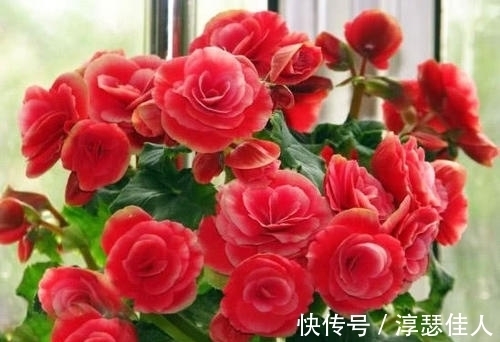 冬天养花：浇水有技巧，掌握4个要点，不黄叶不烂根，啥花都能活