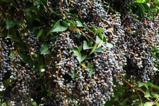 泡水|天然“雄激素”终于找到了,坚持泡水喝,助你养出健壮肾脏!