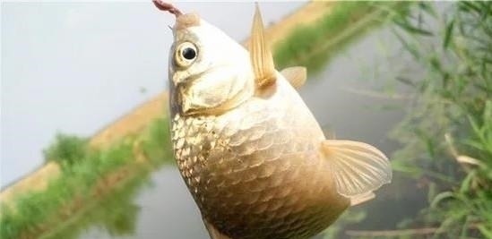 野钓最容易爆护的钓法,下钩几分钟就上鱼,没五年野钓经验玩不动