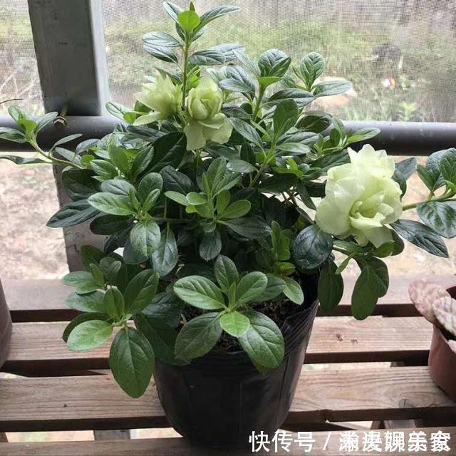 健壮|扦插花卉,必须要用“生根液”错,做好1点,很快就生根!