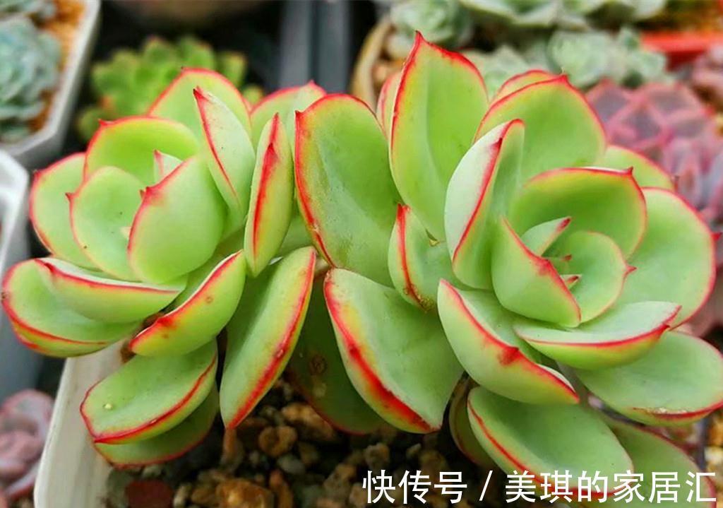 这些第三眼多肉,勉强买回家,出状态后却让人感到惊喜