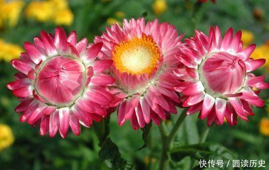 拥有|4种花太美了,花多易爆盆,好看又好养,很值得拥有