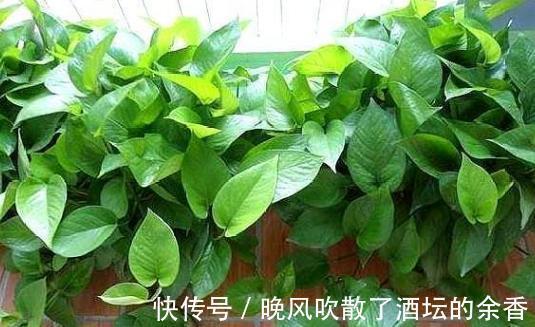 养花施肥不懂！摸清这3知识点，保证盆栽用对肥得到最佳效果