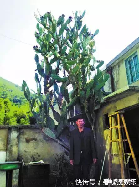 花花|20年的兰花,100年的仙人掌长什么样开眼了!