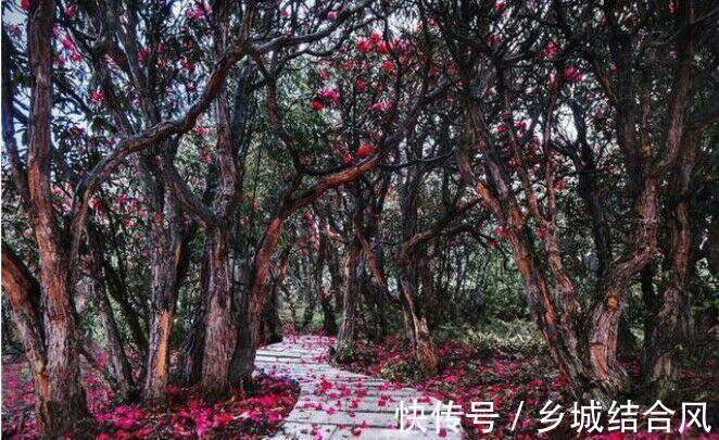 邂逅最美的杜鹃,这样养护花开更鲜艳