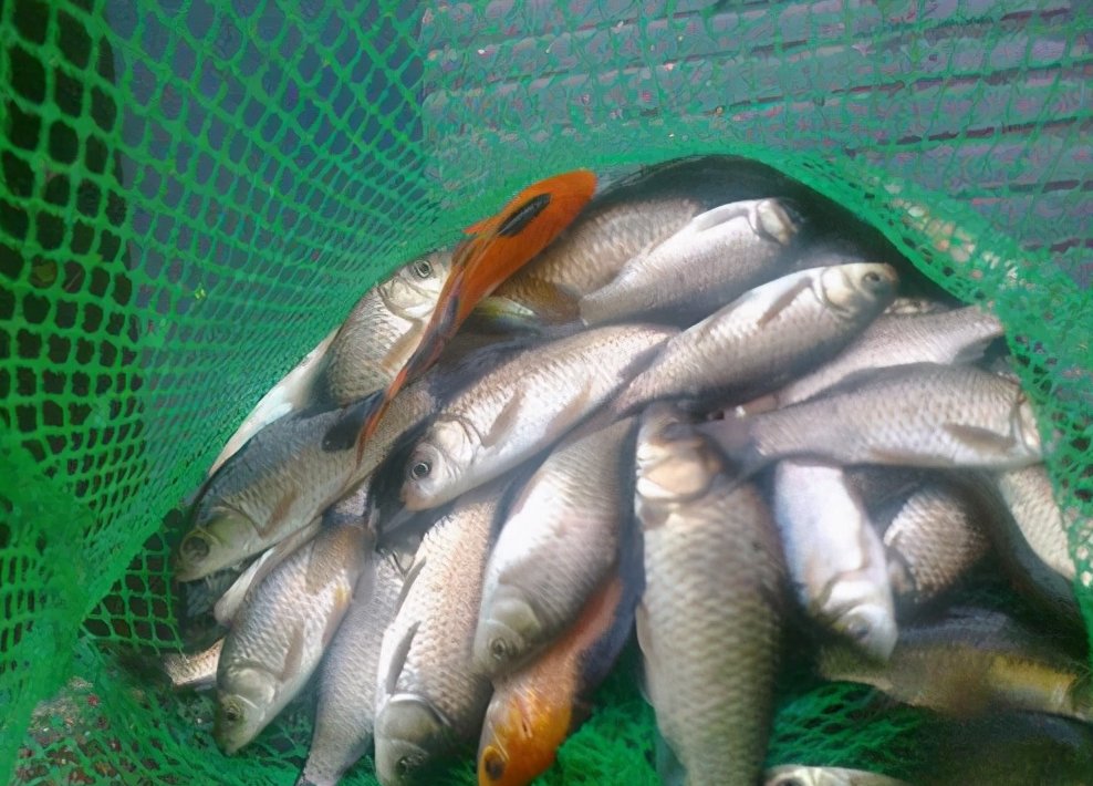 野钓鲫鱼如何巧妙搭配线组，线组的搭配不对一切辛苦全白费！